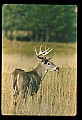 10065-00406-Whitetail Deer.jpg