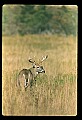 10065-00407-Whitetail Deer.jpg