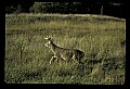10065-00411-Whitetail Deer.jpg