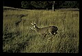 10065-00412-Whitetail Deer.jpg