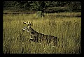 10065-00413-Whitetail Deer.jpg