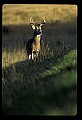 10065-00414-Whitetail Deer.jpg