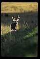 10065-00415-Whitetail Deer.jpg