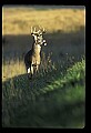 10065-00416-Whitetail Deer.jpg