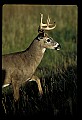 10065-00417-Whitetail Deer.jpg