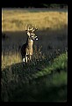 10065-00418-Whitetail Deer.jpg
