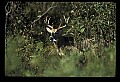10065-00422-Whitetail Deer.jpg
