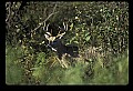 10065-00423-Whitetail Deer.jpg