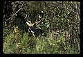 10065-00424-Whitetail Deer.jpg
