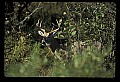 10065-00425-Whitetail Deer.jpg