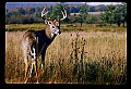10065-00428-Whitetail Deer-8 point buck.jpg