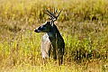 10065-00429-Whitetail Deer-8 point buck.jpg