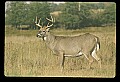10065-00430-Whitetail Deer.jpg