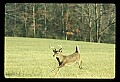 10065-00431-Whitetail Deer.jpg
