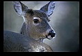 10065-00432-Whitetail Deer.jpg