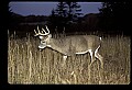10067-00001-Whitetail Deer-Antlers.jpg