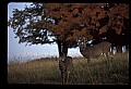 10067-00002-Whitetail Deer-Antlers.jpg