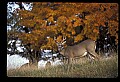 10067-00003-Whitetail Deer-Antlers.jpg