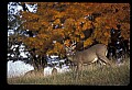 10067-00004-Whitetail Deer-Antlers.jpg