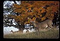 10067-00005-Whitetail Deer-Antlers.jpg