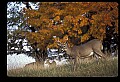 10067-00006-Whitetail Deer-Antlers.jpg
