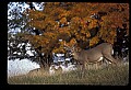 10067-00007-Whitetail Deer-Antlers.jpg