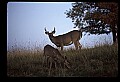 10067-00009-Whitetail Deer-Antlers.jpg
