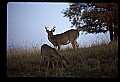 10067-00010-Whitetail Deer-Antlers.jpg