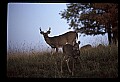 10067-00011-Whitetail Deer-Antlers.jpg