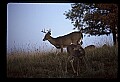 10067-00012-Whitetail Deer-Antlers.jpg