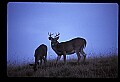 10067-00014-Whitetail Deer-Antlers.jpg