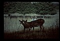 10067-00015-Whitetail Deer-Antlers.jpg