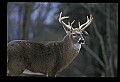 10067-00016-Whitetail Deer-Antlers.jpg