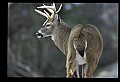 10067-00017-Whitetail Deer-Antlers.jpg