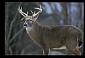 10067-00018-Whitetail Deer-Antlers.jpg