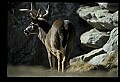 10067-00021-Whitetail Deer-Antlers.jpg