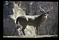 10067-00022-Whitetail Deer-Antlers.jpg