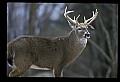 10067-00023-Whitetail Deer-Antlers.jpg