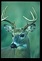 10067-00027-Whitetail Deer-Antlers.jpg