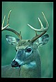10067-00028-Whitetail Deer-Antlers.jpg