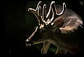 10067-00030-Whitetail Deer-Antlers.jpg