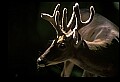 10067-00031-Whitetail Deer-Antlers.jpg