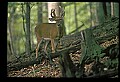 10067-00032-Whitetail Deer-Antlers.jpg
