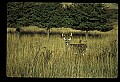 10067-00034-Whitetail Deer-Antlers.jpg