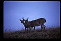 10067-00035-Whitetail Deer-Antlers.jpg