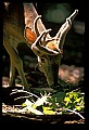 10067-00036-Whitetail Deer-Antlers.jpg