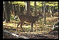 10067-00038-Whitetail Deer-Antlers.jpg