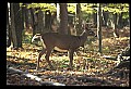10067-00039-Whitetail Deer-Antlers.jpg