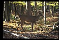 10067-00040-Whitetail Deer-Antlers.jpg
