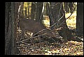 10067-00041-Whitetail Deer-Antlers.jpg